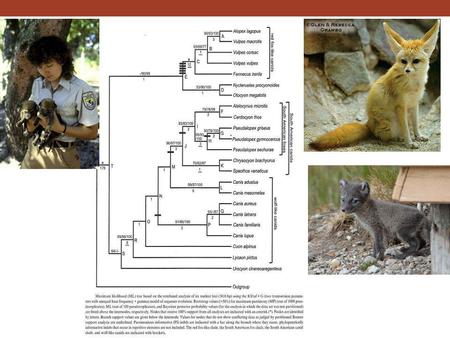 ZOOTAXA   ZOOKEYS:  journal/indexhttp://pensoftonline.net/zookeys/index.php/