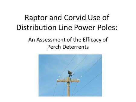 Raptor and Corvid Use of Distribution Line Power Poles: An Assessment of the Efficacy of Perch Deterrents.