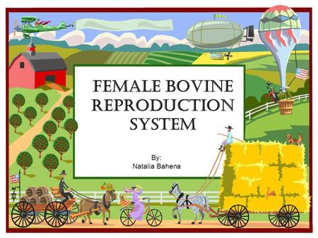 Female Bovine Reproduction System