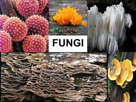 FUNGI.