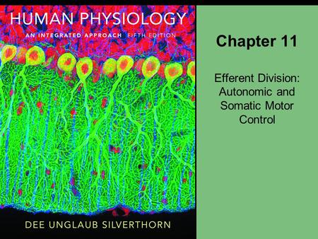 Efferent Division: Autonomic and Somatic Motor Control