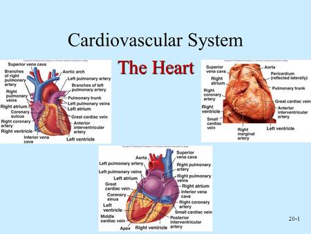 Cardiovascular System