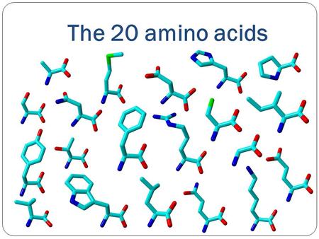 The 20 amino acids. AAlaAlanine Small Hydrophobic Helix: ++ Strand: – Turn: – – Mutate to Ala if you have to mutate but have no clue to which residue.