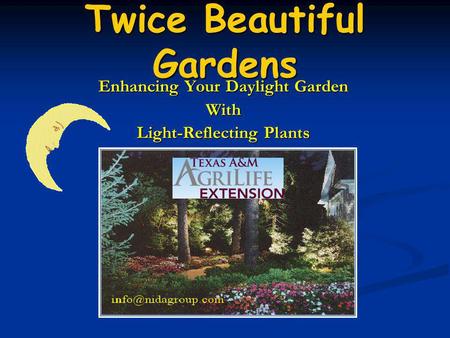 Twice Beautiful Gardens Enhancing Your Daylight Garden With Light-Reflecting Plants.