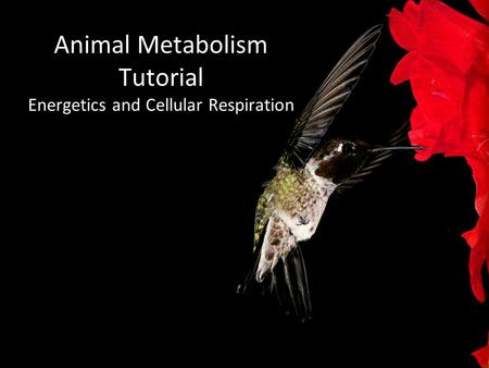 Animal Metabolism Tutorial Energetics and Cellular Respiration.