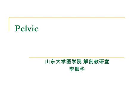 Pelvic 山东大学医学院 解剖教研室 李振华.