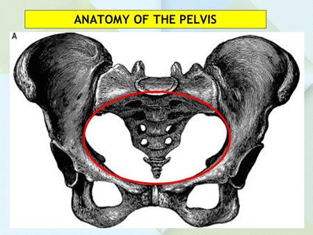 ANATOMY OF THE PELVIS.