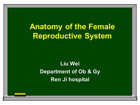 Anatomy of the Female Reproductive System