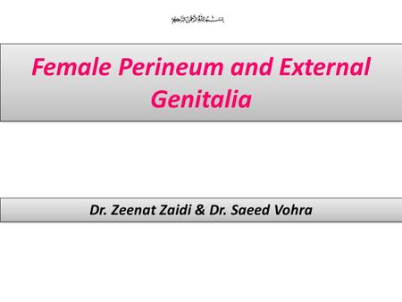 Female Perineum and External Genitalia