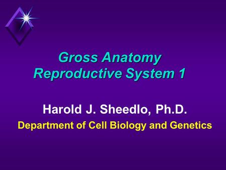 Gross Anatomy Reproductive System 1