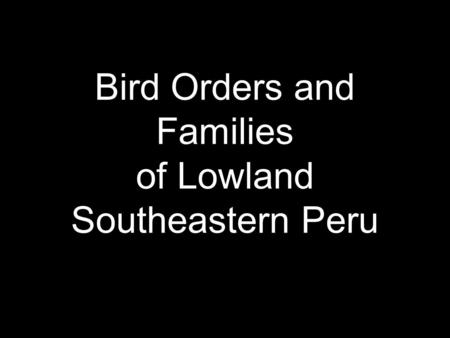 Bird Orders and Families of Lowland Southeastern Peru.