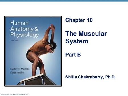 Chapter 10 The Muscular System Part B Shilla Chakrabarty, Ph.D.