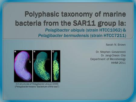 Sarah N. Brown Dr. Stephen Giovannoni Dr. Jang-Cheon Cho Department of Microbiology HHMI 2011 3-D structures of Pelagibacter ubique (2006) (Pelagibacter.