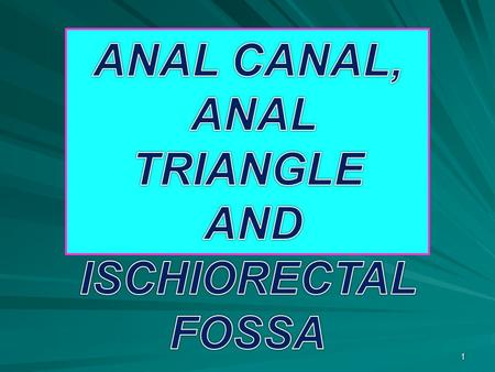 AND ISCHIORECTAL FOSSA