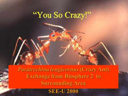 “You So Crazy!” Paratrechina longicornus (Crazy Ant) Exchange from Biosphere 2 to Surrounding Area SEE-U 2000.