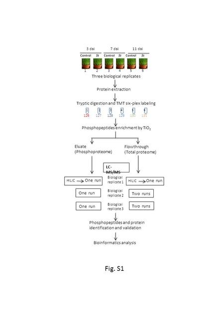 Control St Control St Control St 3 dai 7 dai 11 dai Protein extraction Tryptic digestion and TMT six-plex labeling Phosphopeptides enrichment by TiO 2.