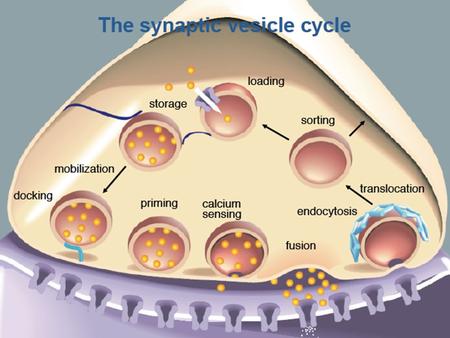 SNARE complex and Ca 2+ sensor Endocytic invagination 1.Bar-domain containing protein such as amphiphysin which inducing membrane curvature 2.Clathrin,