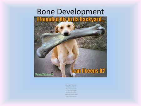 Bone Development George Fishback Chelsea Marsh Paulina Cywinski Colin Brannagan O’Mani Golston Stephannie Grybet Alec Mackethon.