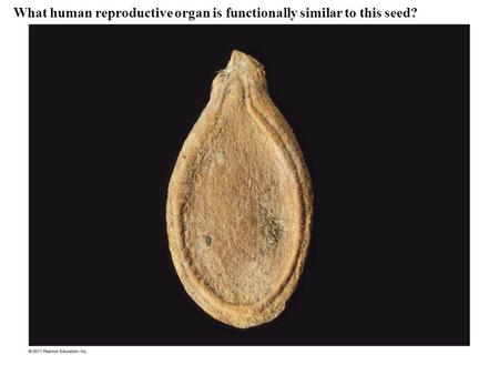 What human reproductive organ is functionally similar to this seed?