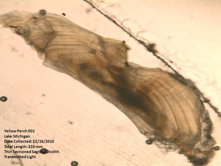 Yellow Perch 001 Lake Michigan Date Collected: 12/16/2010 Total Length: 320 mm Thin Sectioned Sagittal Otolith Transmitted Light.