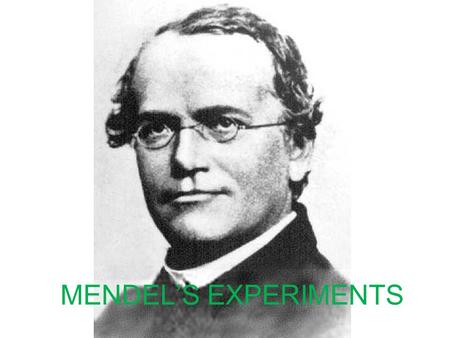 MENDEL’S EXPERIMENTS. CONTRASTING TRAITS OF PEA PLANTS.