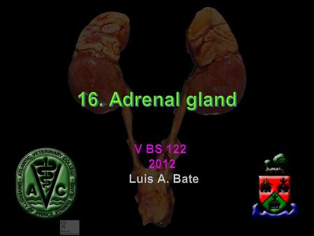 F 16-5 Most corticosteroids have both –Mineralocorticoid and glucocorticoid activity –Different potencies –Different concentrations F 16-6.