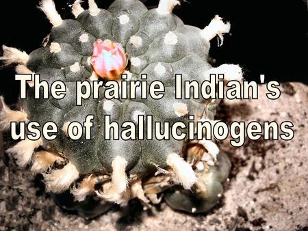 Thesis Why do the prairie Indians use peyote and/or the Sundance as their spiritual rituals? What kind of effect does this have on their society and their.