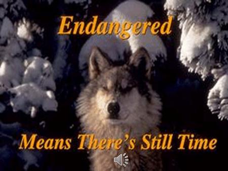 Endangered Means There’s Still Time Endangered species are like fire alarms. They tell us about problems in our home we call Earth. If we listen to their.