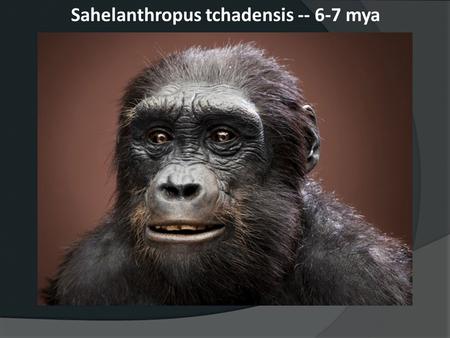 Sahelanthropus tchadensis mya