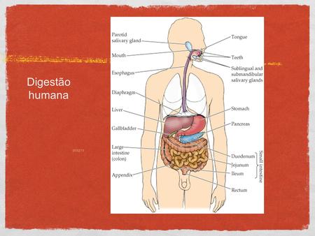 05/02/112 Digestão humana. Digestão 05/02/113 Boca Saliva: –Ptialina: amilase salivar –Ambiente neutro –pH = 7,0.