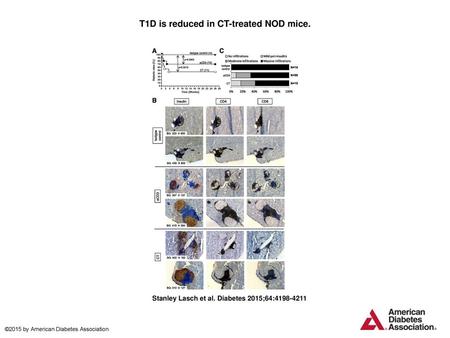 T1D is reduced in CT-treated NOD mice.