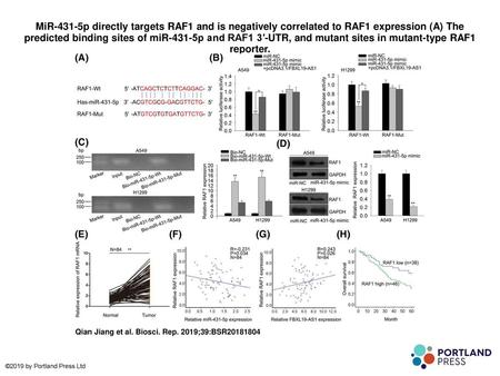 MiR-431-5p directly targets RAF1 and is negatively correlated to RAF1 expression (A) The predicted binding sites of miR-431-5p and RAF1 3′-UTR, and mutant.