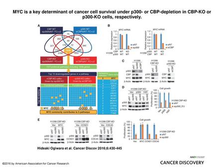 MYC is a key determinant of cancer cell survival under p300- or CBP-depletion in CBP-KO or p300-KO cells, respectively. MYC is a key determinant of cancer.