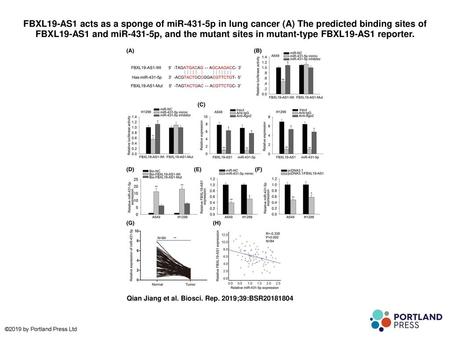 FBXL19-AS1 acts as a sponge of miR-431-5p in lung cancer (A) The predicted binding sites of FBXL19-AS1 and miR-431-5p, and the mutant sites in mutant-type.