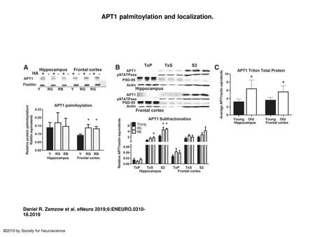 APT1 palmitoylation and localization.