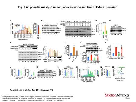 Adipose tissue dysfunction induces increased liver HIF-1α expression