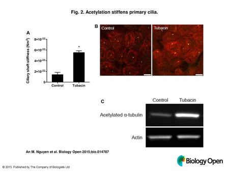 Fig. 2. Acetylation stiffens primary cilia.