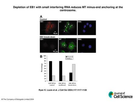 Depletion of EB1 with small interfering RNA reduces MT minus-end anchoring at the centrosome. Depletion of EB1 with small interfering RNA reduces MT minus-end.