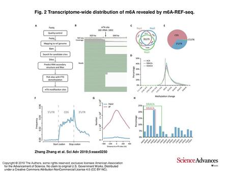 Fig. 2 Transcriptome-wide distribution of m6A revealed by m6A-REF-seq.