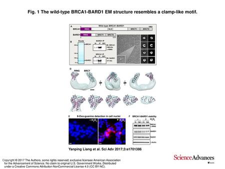 The wild-type BRCA1-BARD1 EM structure resembles a clamp-like motif