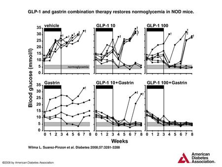 GLP-1 and gastrin combination therapy restores normoglycemia in NOD mice. GLP-1 and gastrin combination therapy restores normoglycemia in NOD mice. Beginning.