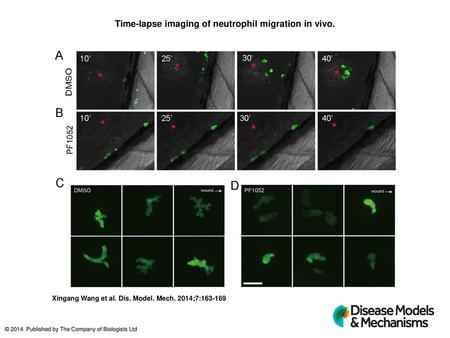 Time-lapse imaging of neutrophil migration in vivo.