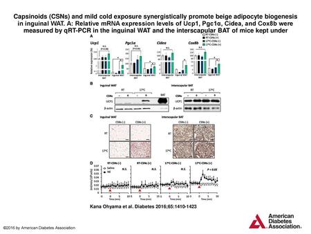 Capsinoids (CSNs) and mild cold exposure synergistically promote beige adipocyte biogenesis in inguinal WAT. A: Relative mRNA expression levels of Ucp1,