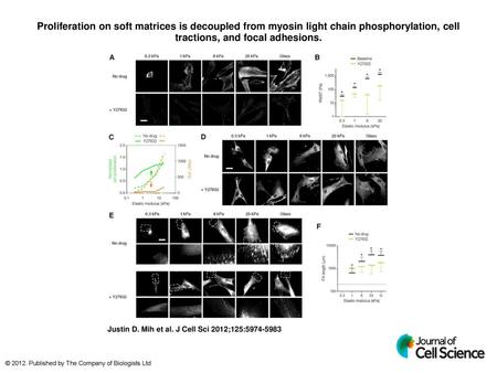 Proliferation on soft matrices is decoupled from myosin light chain phosphorylation, cell tractions, and focal adhesions. Proliferation on soft matrices.