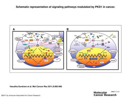 Schematic representation of signaling pathways modulated by PKD1 in cancer. Schematic representation of signaling pathways modulated by PKD1 in cancer.