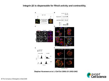 Integrin β3 is dispensable for RhoA activity and contractility.