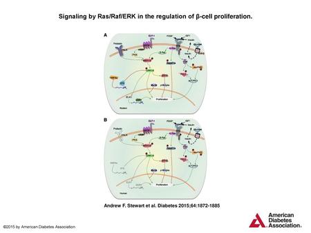 Signaling by Ras/Raf/ERK in the regulation of β-cell proliferation.