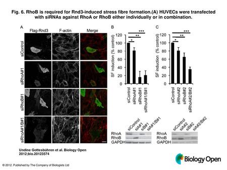 Fig. 6. RhoB is required for Rnd3-induced stress fibre formation