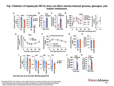 Fig. 4 Deletion of hepatocyte HIF-2α does not affect obesity-induced glucose, glucagon, and insulin intolerance. Deletion of hepatocyte HIF-2α does not.