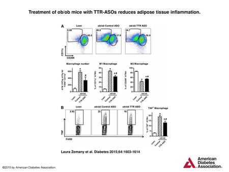 Treatment of ob/ob mice with TTR-ASOs reduces adipose tissue inflammation. Treatment of ob/ob mice with TTR-ASOs reduces adipose tissue inflammation. A: